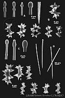 YH0001 Cliona euryphylla.jpg