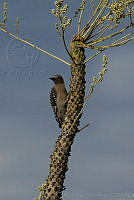 MASM02545 Melanerpes uropygialis.jpg