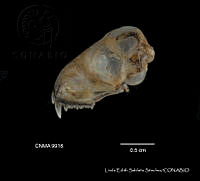 LESS 0444 Lasiurus cinereus cinereus.JPG