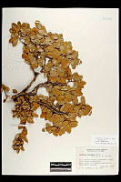 102089 Quercus toumeyi.jpg