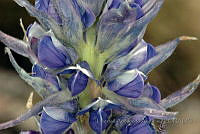 LAA123 Lupinus montanus.jpg