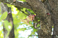 PJ016 0357 Crescentia alata.JPG