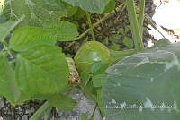 SG019 0283 Cucurbita argyrosperma sbs argyrosperma.jpg