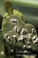 ARS00194 Dactylopius coccus.jpg