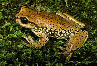 Sarcohyla hapsa_3.jpg