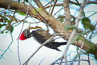 FBA0490 Dryocopus lineatus.jpg