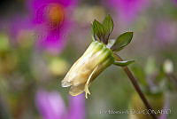 IMDOC0263 Dahlia pinnata.jpg