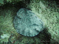JAJ0700 Mycetophyllia lamarckiana.jpg