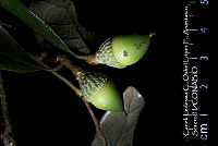 Atleq 0293 Quercus oleoides.jpg