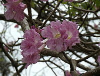JVB0026 Tabebuia rosea.jpg