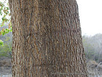 SHSM0005 Albizia occidentalis.jpg