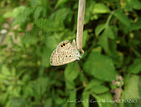 JCGM01078 Hemiargus ceraunus ssp. astenidas.jpg