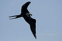 HJ6- 1798- Fregata magnificens.jpg