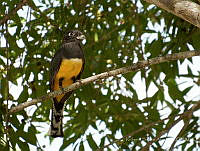 RSA0063 Trogon caligatus.jpg