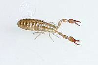 MASM07877 Pseudoscorpiones.jpg