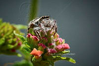 SM0495 Eris militaris.jpg