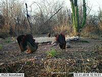 MAGB 0137 Ortalis wagleri.JPG