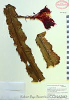 RBB0062 Disocactus phyllanthoides.jpg