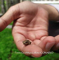 MN6F0086 Hyla eximia.jpg