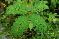 Yolox 2640 Mimosa skinneri.jpg