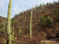 OTVHK040-903 Tetechera de Neobuxbaumia tetetzo cerca poblacion de Mhuitzilipochtli.TIF