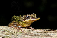 FCMB017 Triprion petasatus.jpg