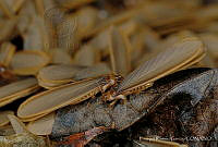 ERG001 Termitidae.jpg