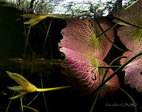 VM04 Nymphaea ampla.jpg