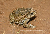 NLMM007 Incilius occidentalis.JPG