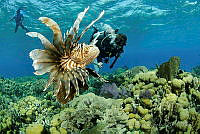 OAO0372 Pterois volitans.jpg