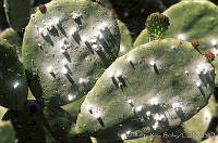 ARS00192 Dactylopius coccus.jpg