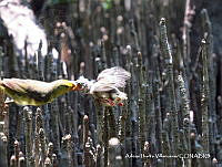 AIV022 Setophaga petechia.JPG