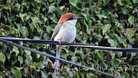 LCF0378 Momotus mexicanus.jpg
