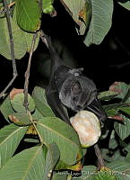 ELC0091 Artibeus jamaicensis.jpg