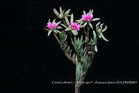Atleq 0705 Portulaca pilosa L..jpg