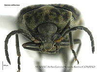 AGHR0654 Zabrotes subfasciatus.jpg