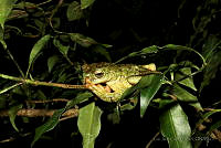 LJCP004 Plectrohyla acanthodes.jpg