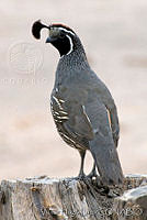 VHL0212 Callipepla californica.jpg