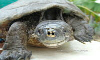 NE017 390 Dermatemys mawii.jpg