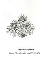 MARL0551 Polytrichastrum formosum.jpg
