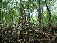LRGA023 Rhizophora mangle.jpg