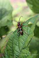 VHHT028 Stenygra histrio.jpg