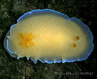 DP014-152 Doriopsilla spaldingi.jpg