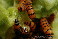 OIEA0015 Cactoblastis cactorum.jpg