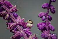 ZAPF0168 Paraphidippus sp..jpg