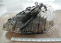 HE009 P 1551 Pez león asiático.JPG