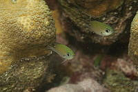 IDG1673 Chromis sp..jpg