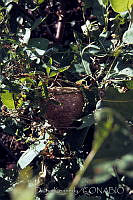 DK1568 Pinotepa de Don Luis, Oaxaca.jpg