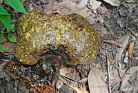 DK0578 Fungi.jpg