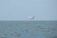 JRL0120 Thalasseus elegans.jpg